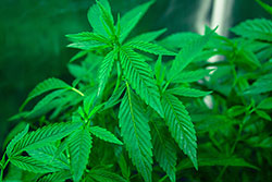 Stock image of marijuana leaves