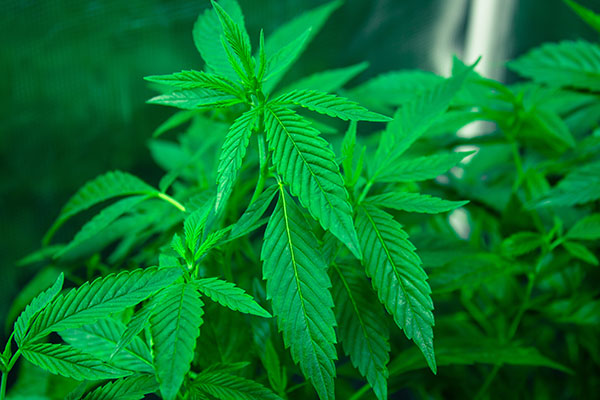 Research suggests medical marijuana laws have negative effect on innovation